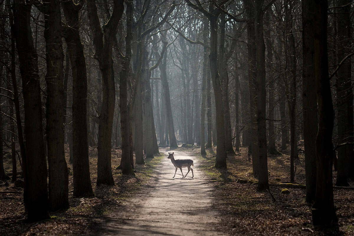 Onderwerp niet altijd in het midden - Fotocursus Hoofddorp